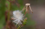 American burnweed